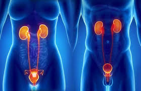 Urologia